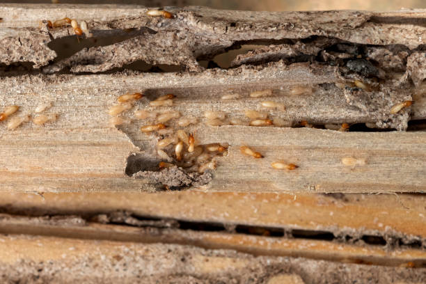 Best Bed Bug Extermination  in Homestead Valley, CA