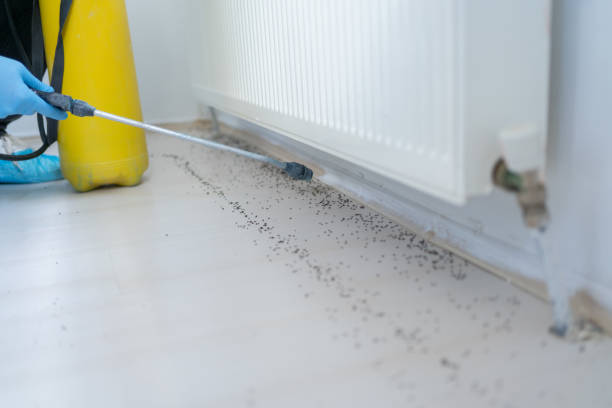 Best Flea Control Services  in Homestead Valley, CA