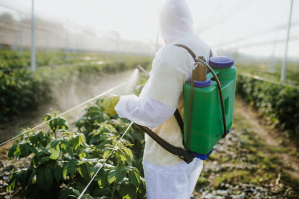 Best Wasp Removal Services  in Homestead Valley, CA